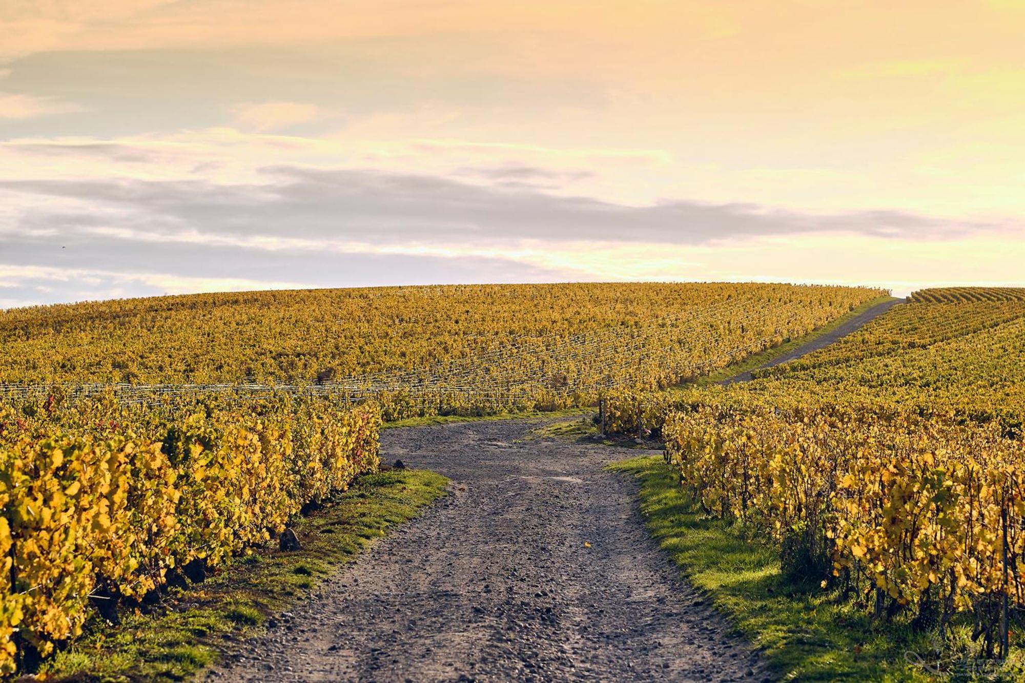 Western Le Relais Du Vigneron 3* Blancs-Coteaux