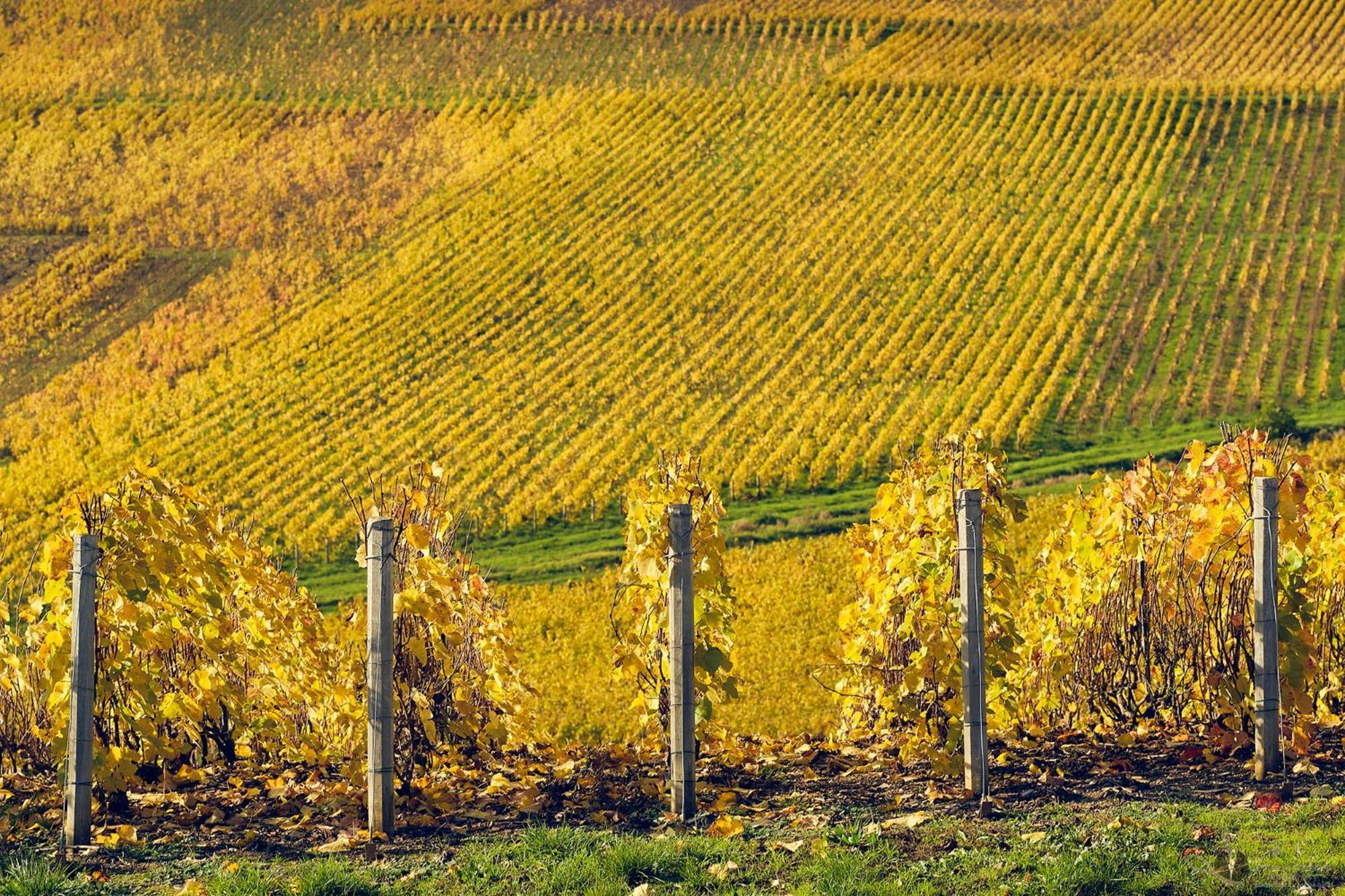 Western Le Relais Du Vigneron Blancs-Coteaux